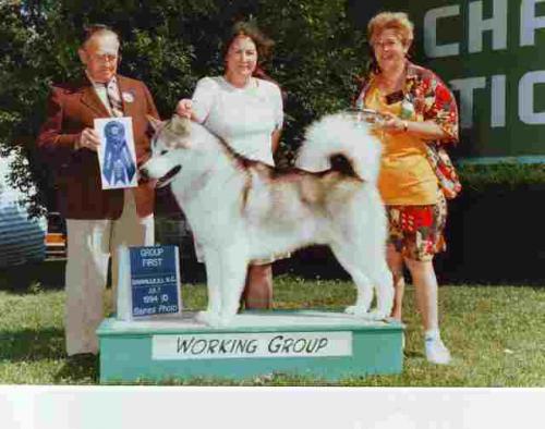 Pictures of Member’s Dogs