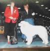 Pictures of Member’s Dogs
