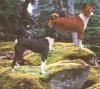 Pictures of Member’s Dogs
