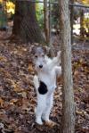 Pictures of Member’s Dogs