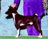 Pictures of Member’s Dogs