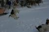 Pictures of Member’s Dogs