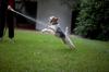 Pictures of Member’s Dogs