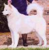 Pictures of Member’s Dogs