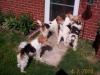 Pictures of Member’s Dogs