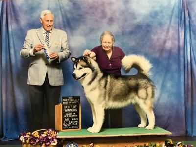 CH Poker Flat's Ironman CGC RN, "Peter", an Alaskan Malamute, finished his Championship Aug 8, 2018. Shown with owner and Kennel club member, Robin Haggard.